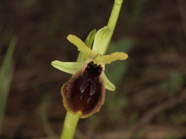 orchidee dal tarantino